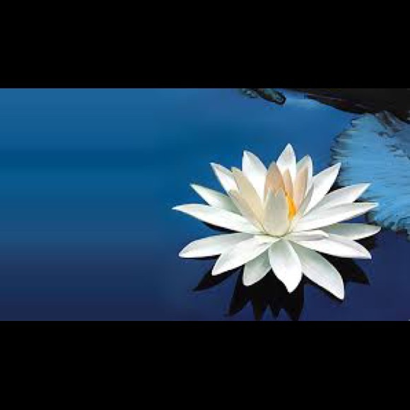 Meet your Posher, Sonya - Picture 1 of 1